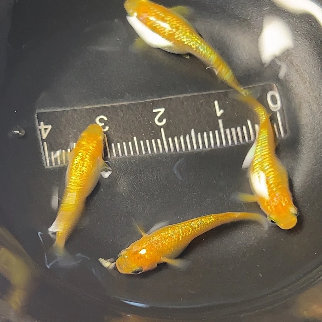海水金色一组41号
