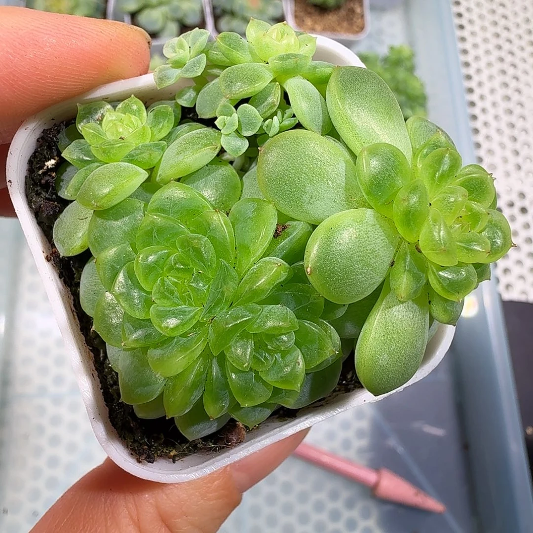 纸鸢甜心9头开播福利