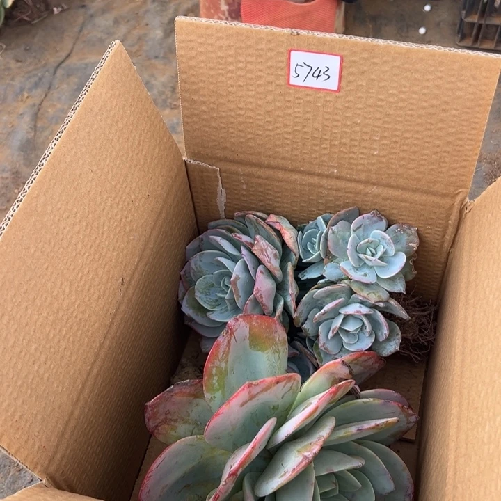 思****地栽血凤瑕疵两棵装昆明发货