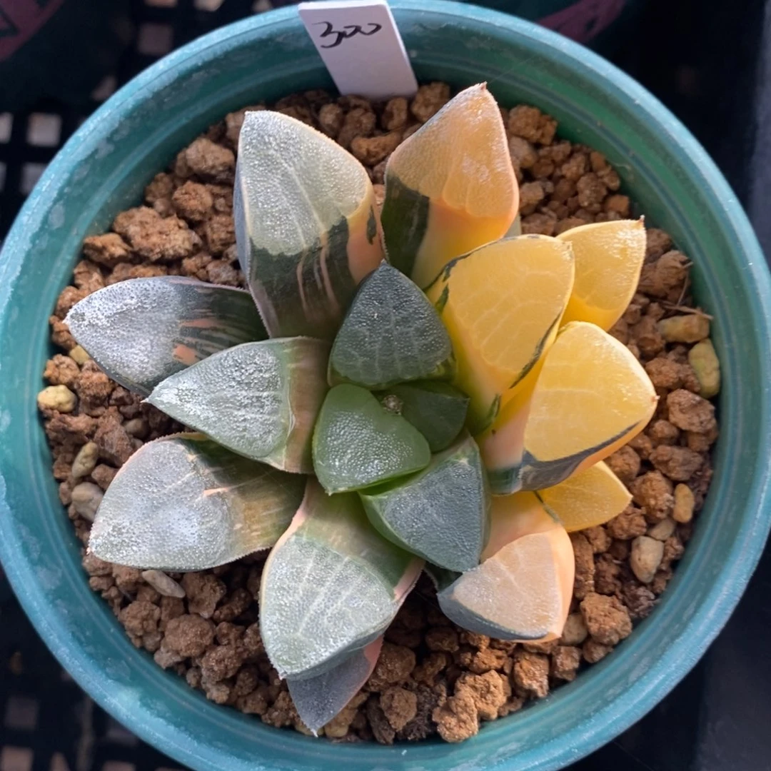 一颗实生大克锦。