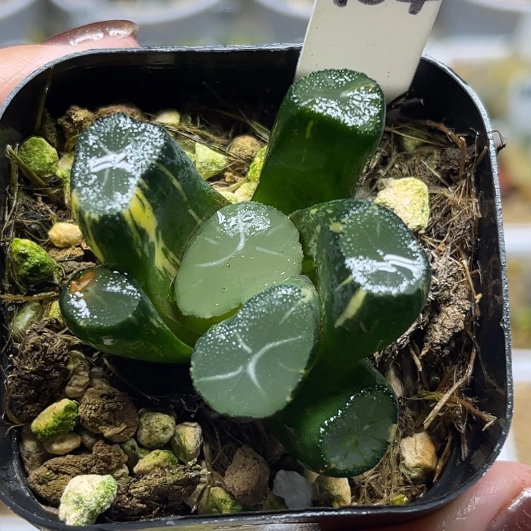 104玉龙万象锦福利专场