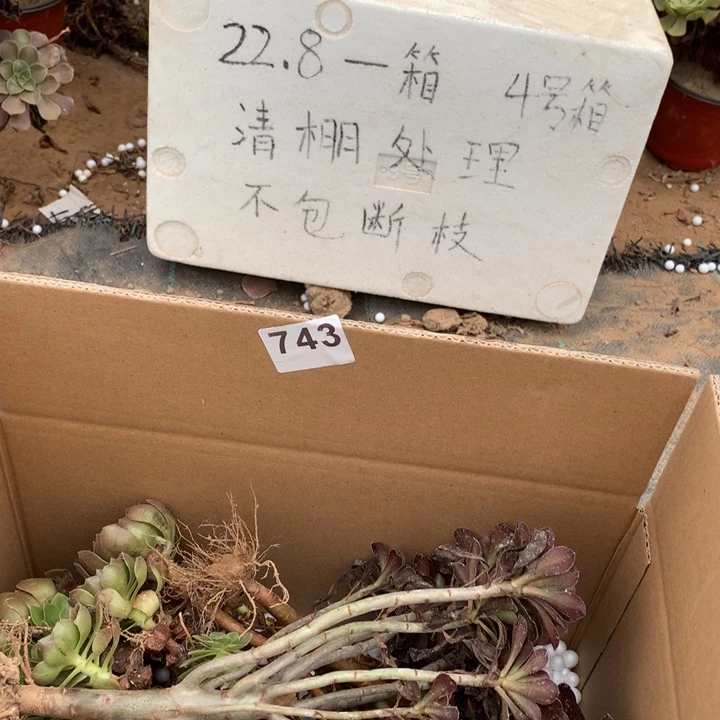 743三颗法师多肉