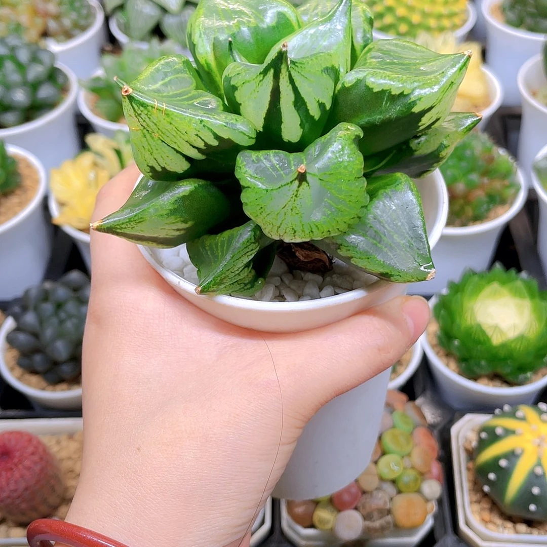 母本裹般若，原盆