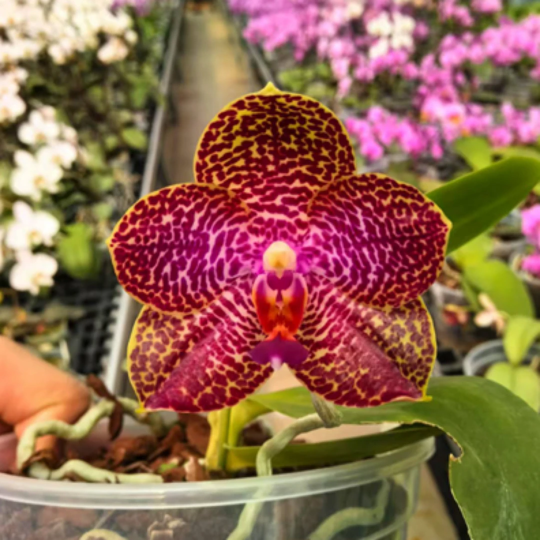 花农杰哥原生种珍奇类龙象蝴蝶兰