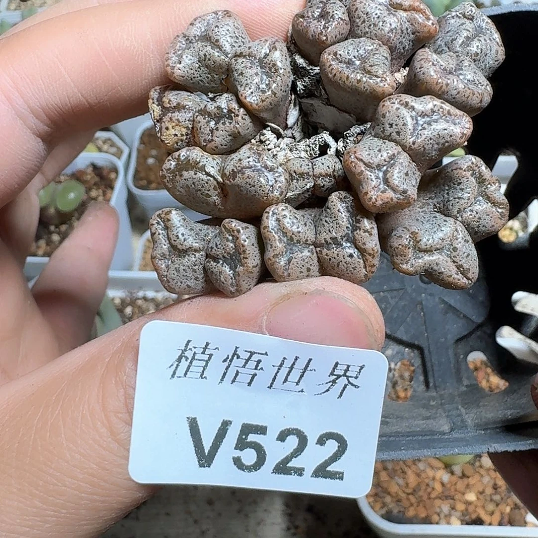 522号多肉植物哇x c