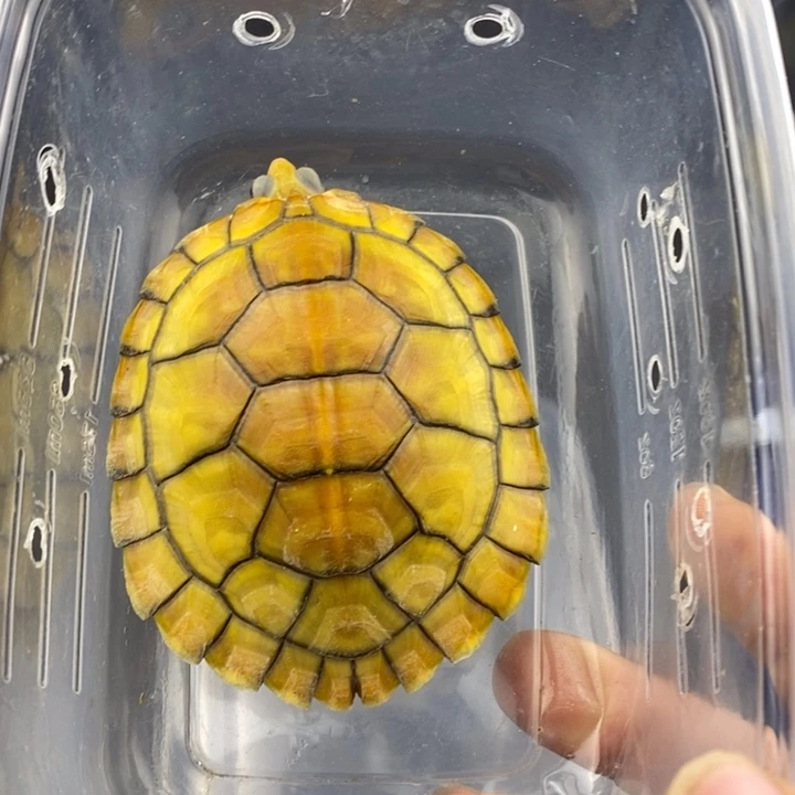 巴西彩龟母6666666