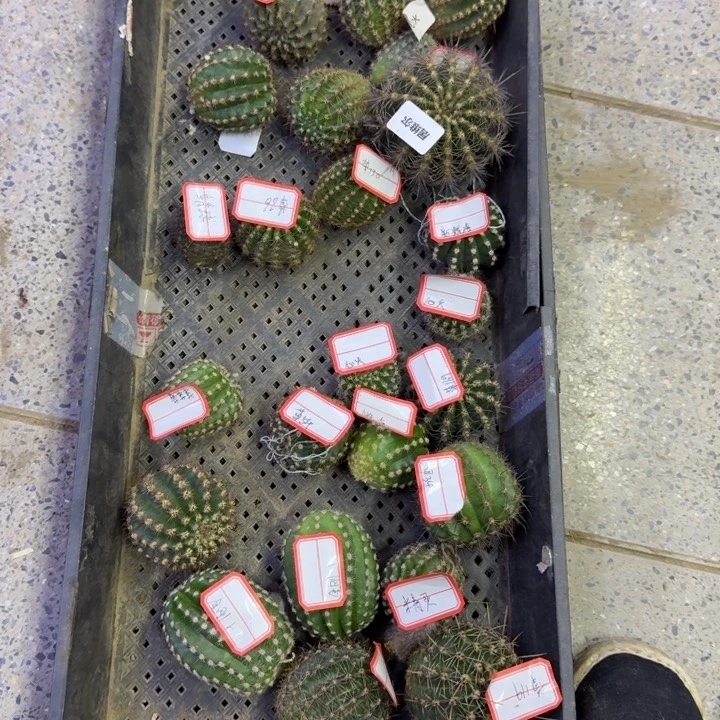 369无根侧牙2个不好3公分左右斑