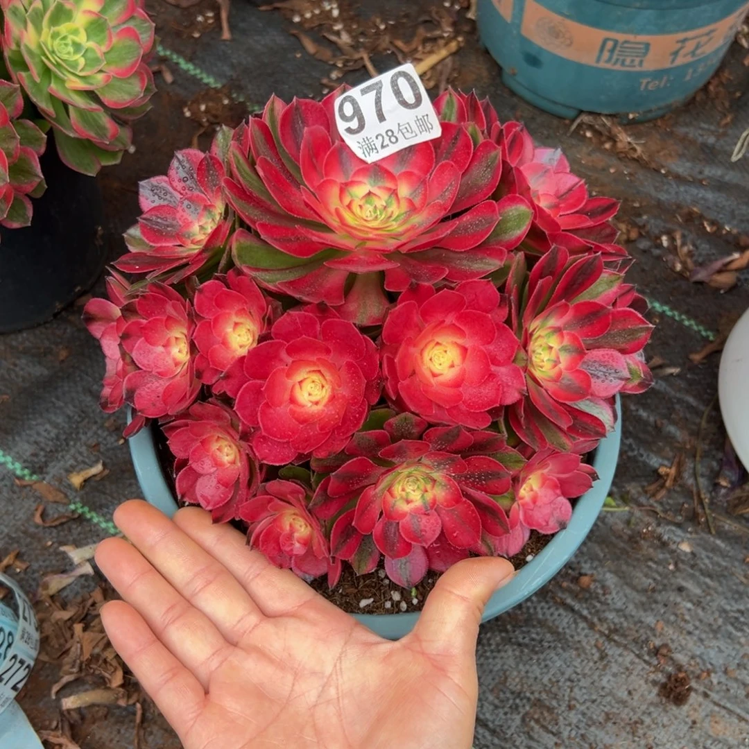 r***e多肉植物970荔枝的