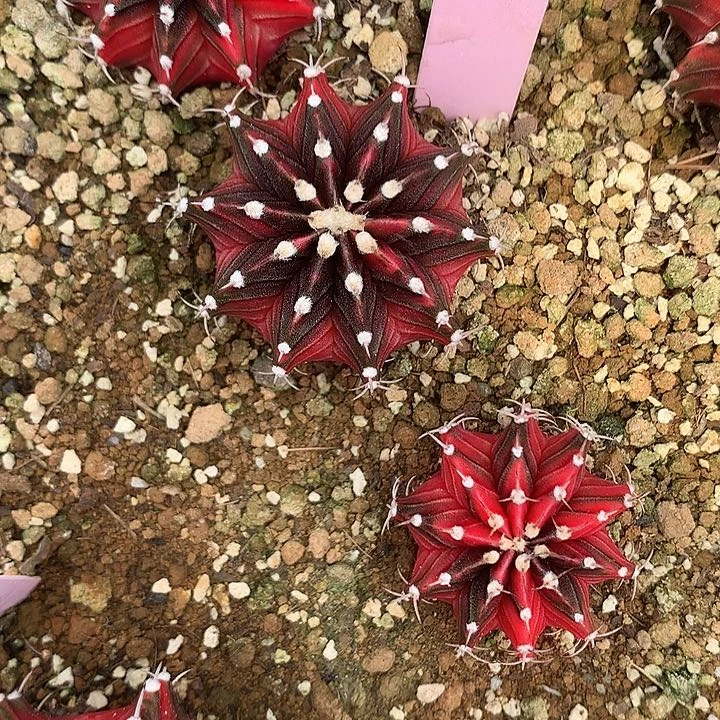 131-0425泰国发货多肉