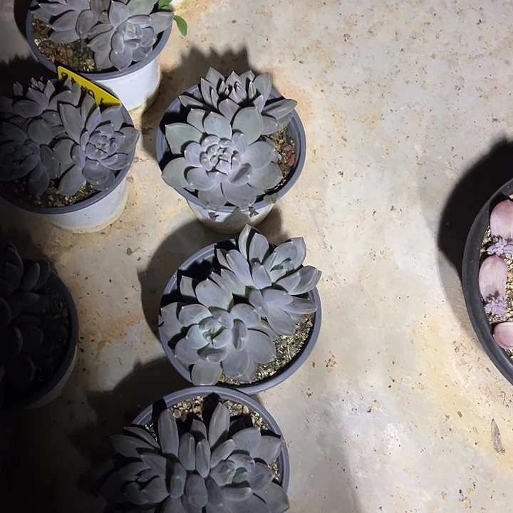 南***"南风邀月仙子一棵