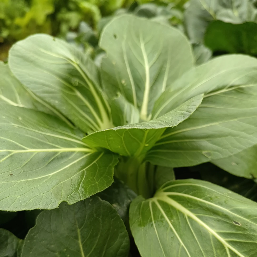 【顺丰包邮】乐平蔬菜之乡上海青菜，露天种植现采现发