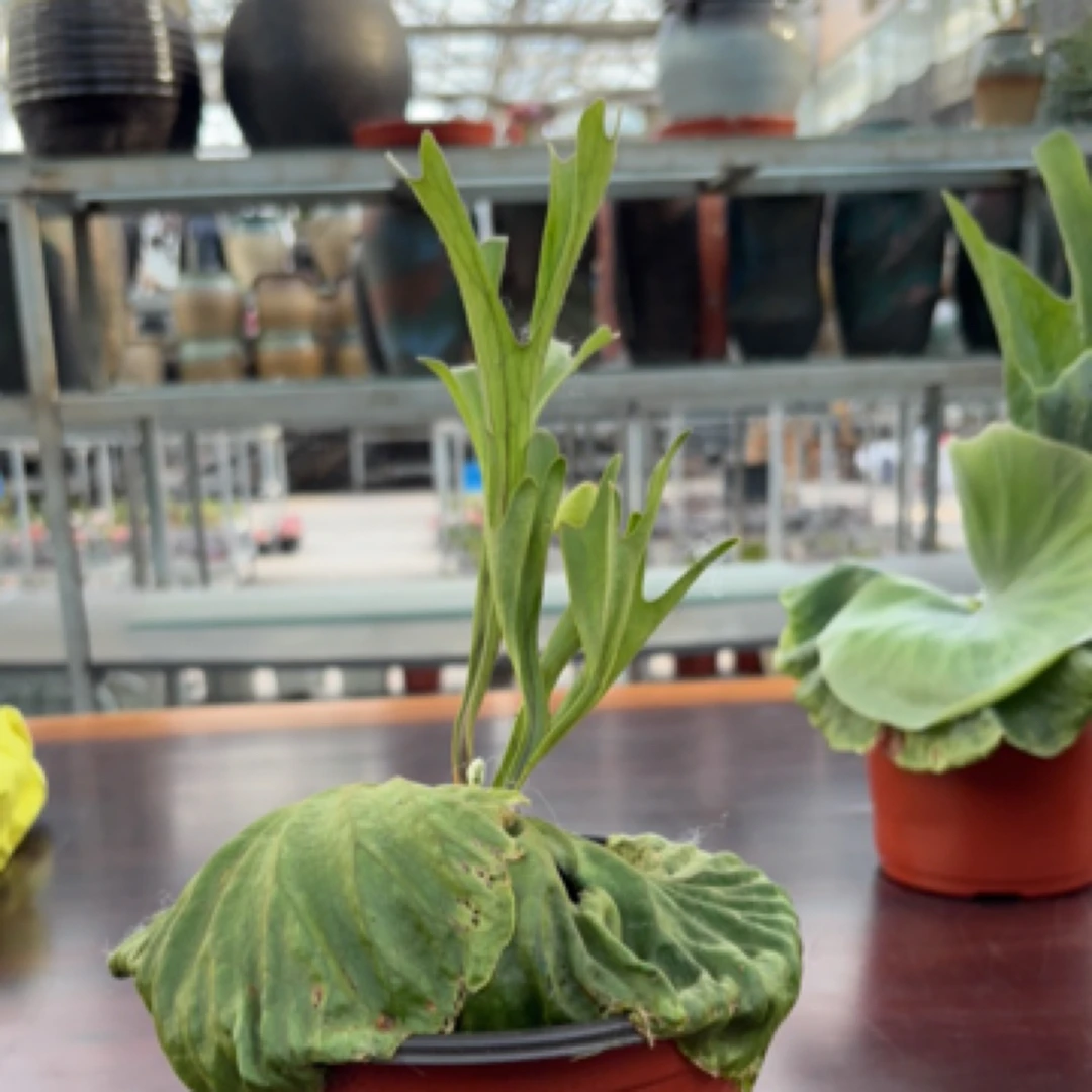 亚猴鹿角蕨15厘米花盆