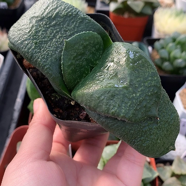 卧牛一物一拍带盆