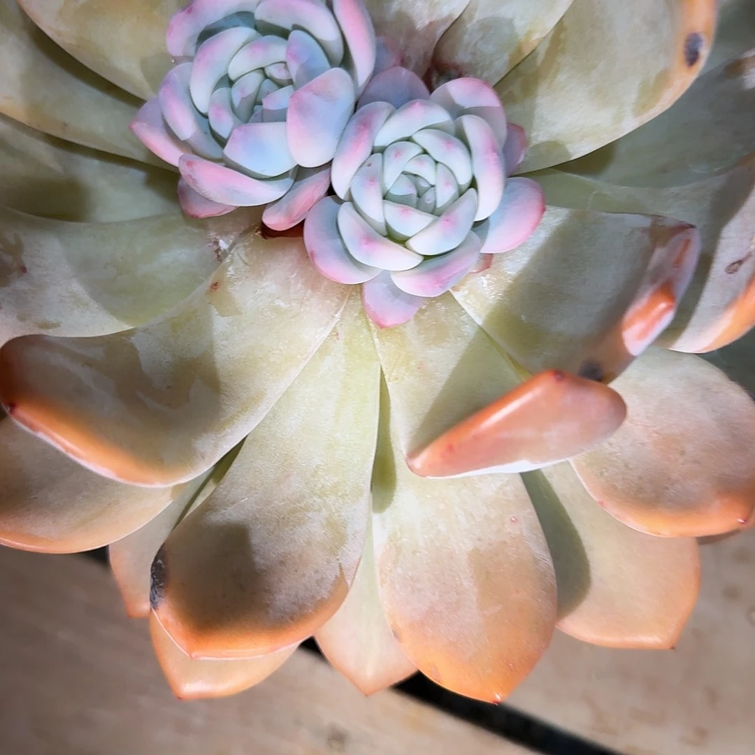 上***痕星颖锦多肉植物链接