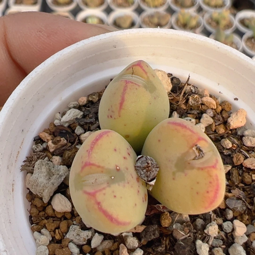 ?****5123多肉植物百科知识