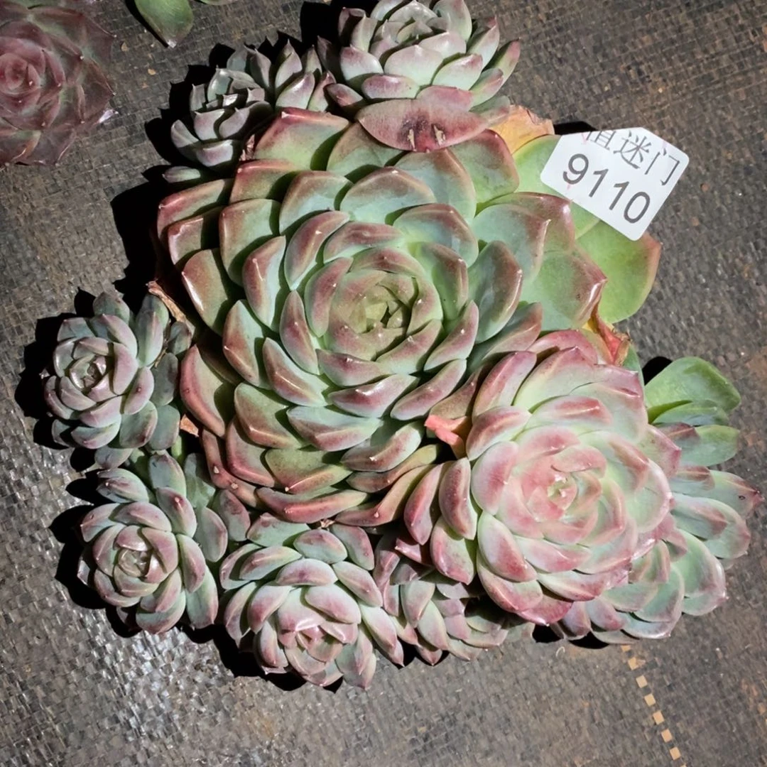 彩****不包掉头~9110~18厘米