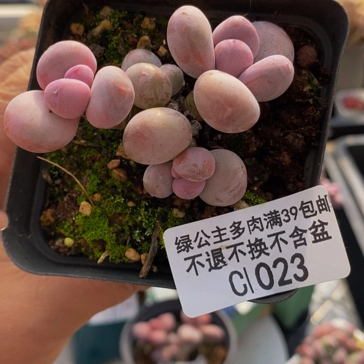 蛋黄奶6vm1023多肉植物