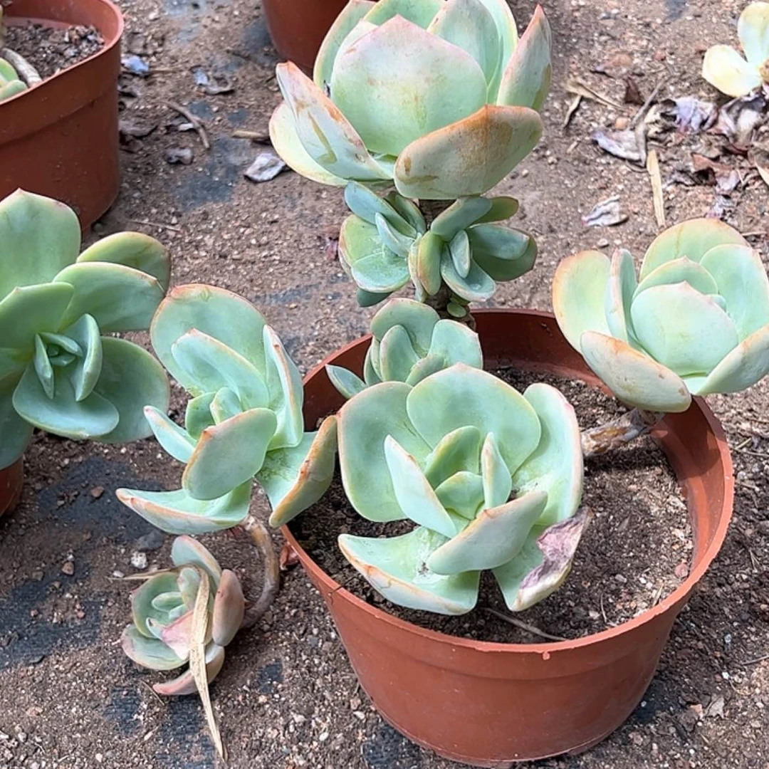 【闪购商品】无花朵银*