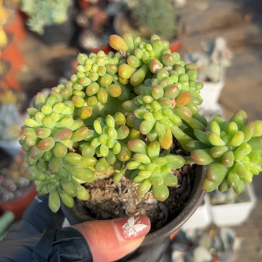 多肉植物蠢萌缀化