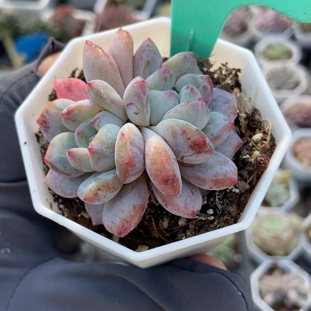 1877星影石化多肉