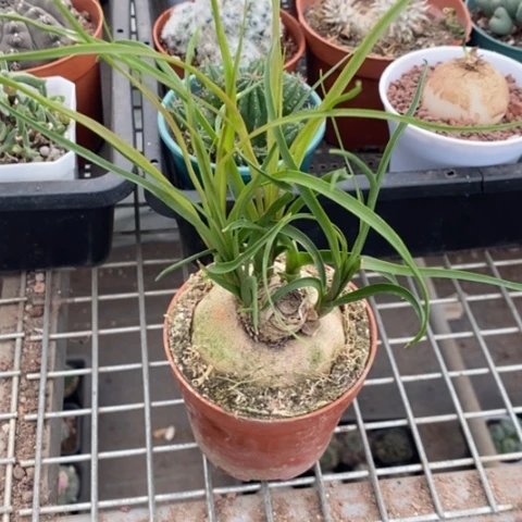 酒瓶兰块根6仙人球