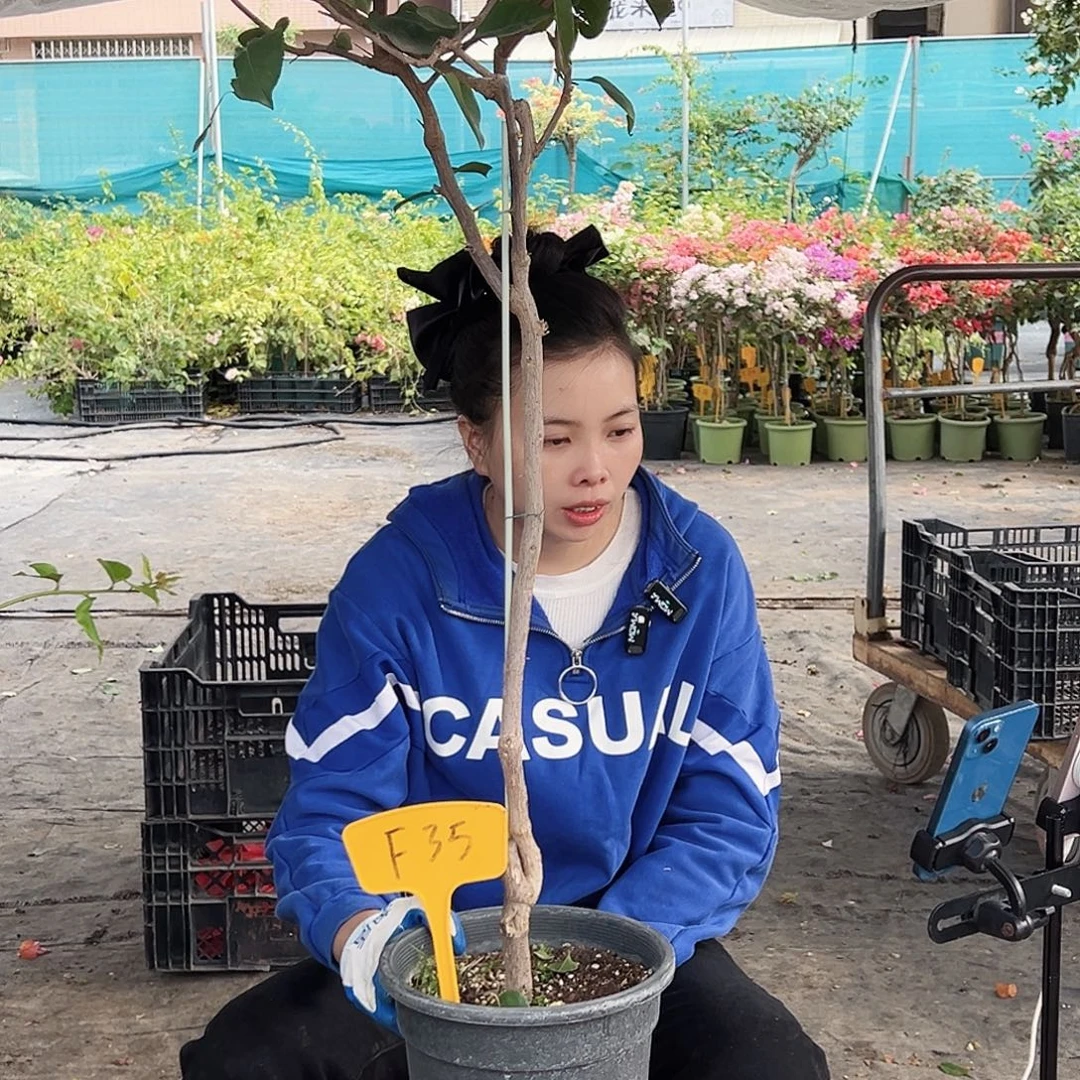 柔***菲大部分花苞少量开放F35凤凰