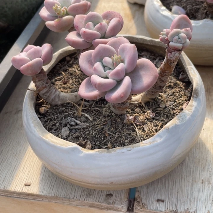 l**y弥一物一一拍