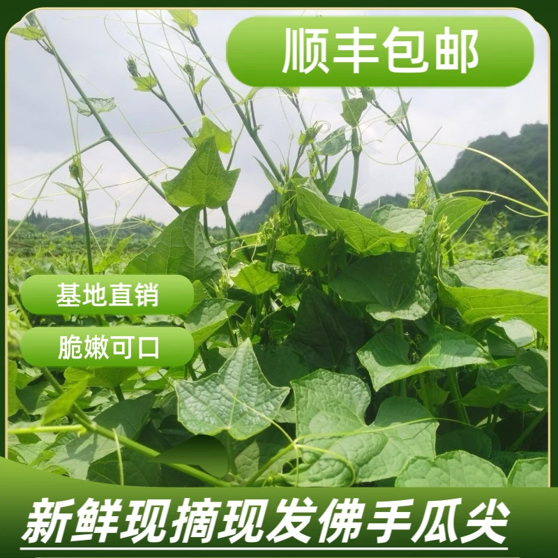 新鲜自种佛手瓜尖龙须菜丝瓜尖基地直发蔬菜顺丰包邮杨梅