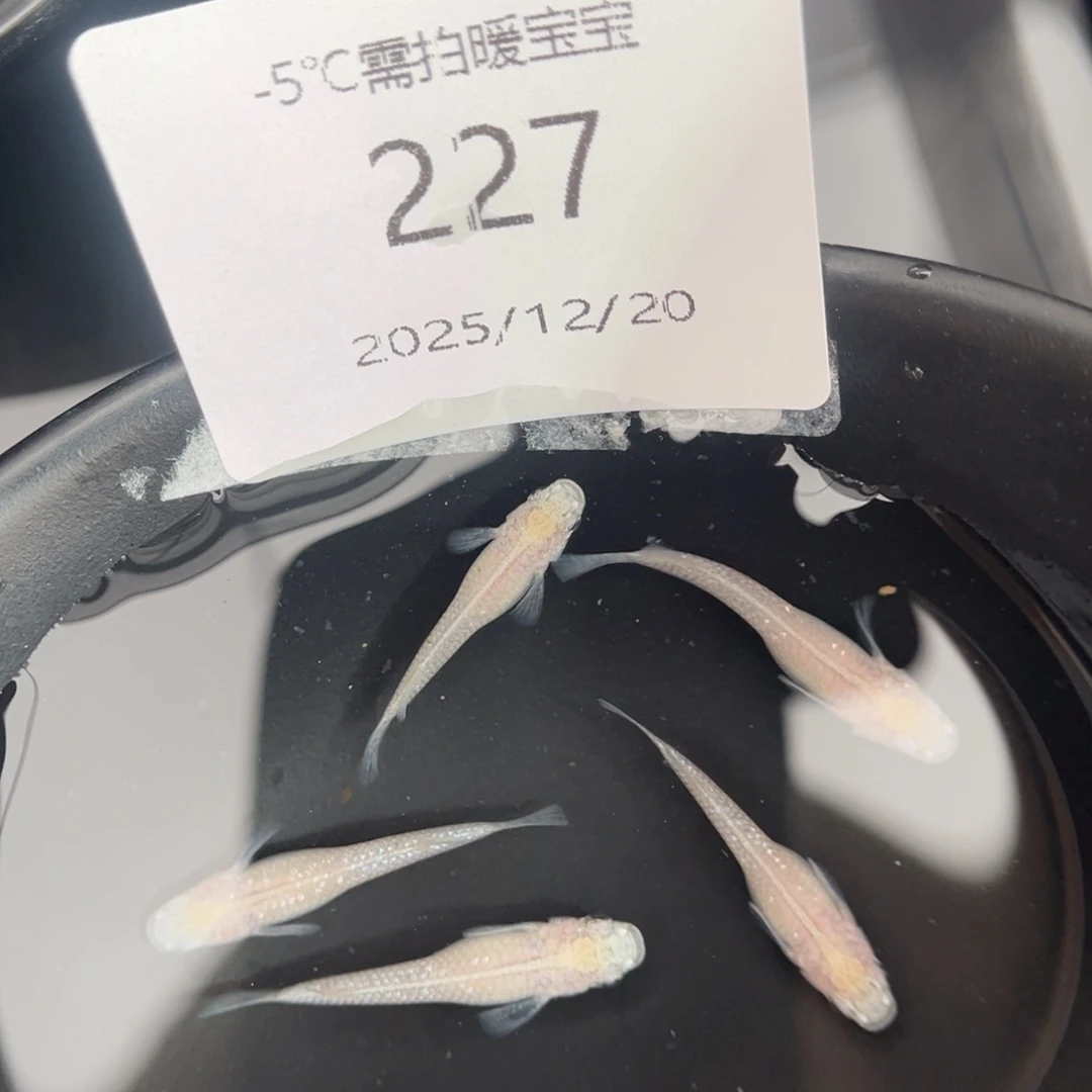 青鳉鱼227白雪公主五尾
