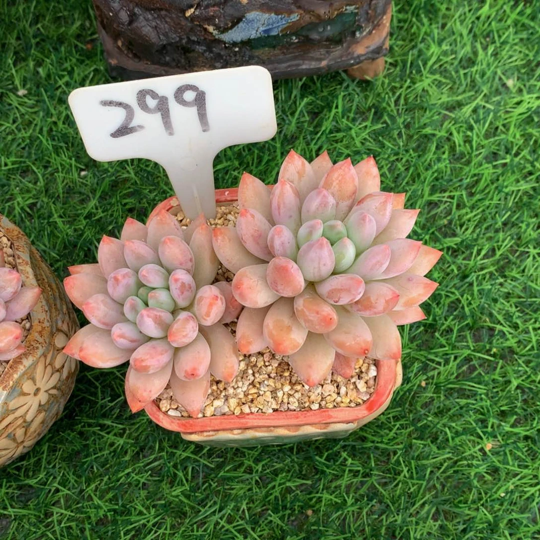 B***-所罗门多肉植物727272