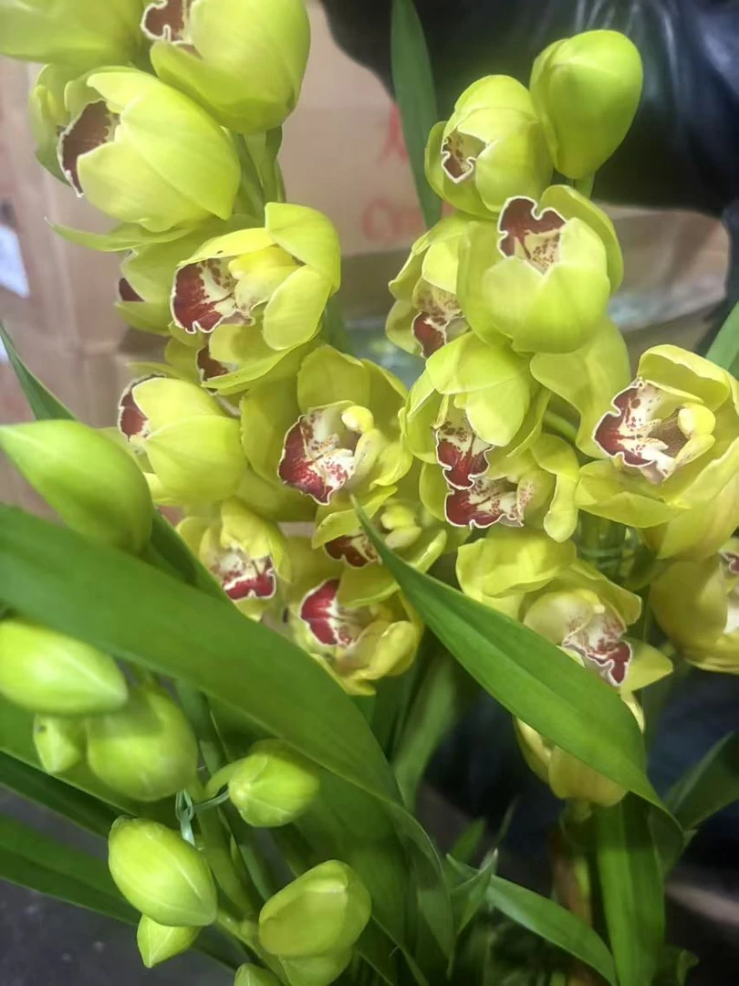 老黑家的蕙兰 【830】落地款 大花惠兰 年宵花 春节盆栽冬季好养