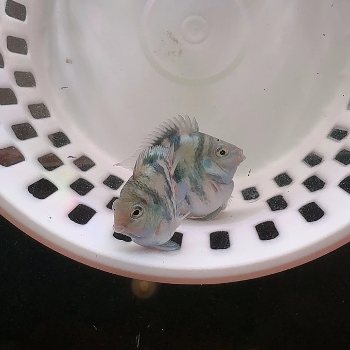 鹦鹉鱼迷你鹦鹉鱼