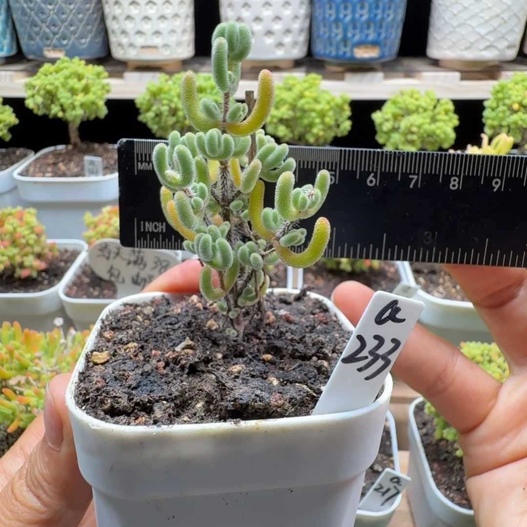 a233号实生红叶冠服4厘米左右