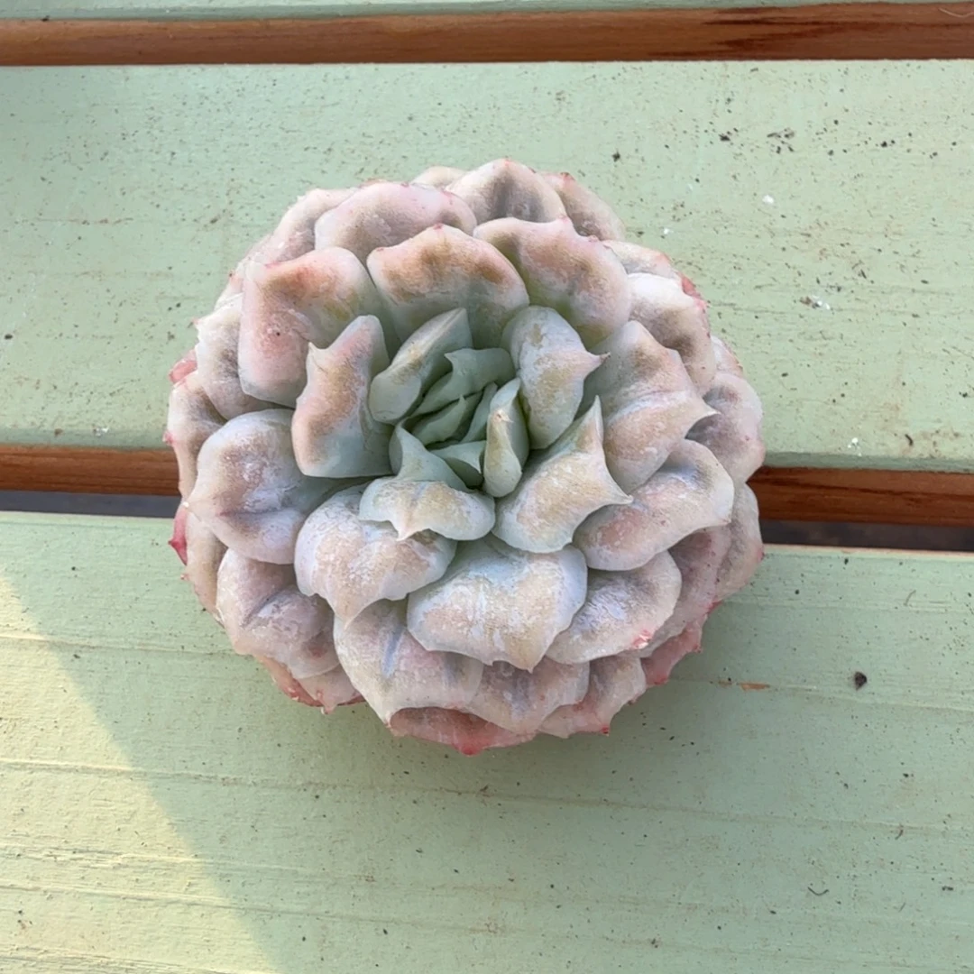 泡泡纱群锦上园艺一物一拍