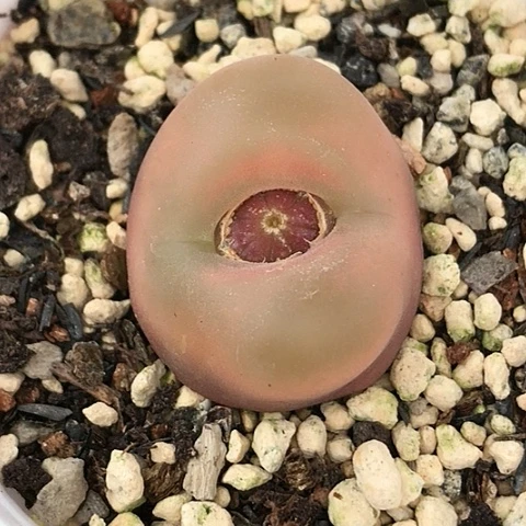 多肉肉锥 水蜜桃