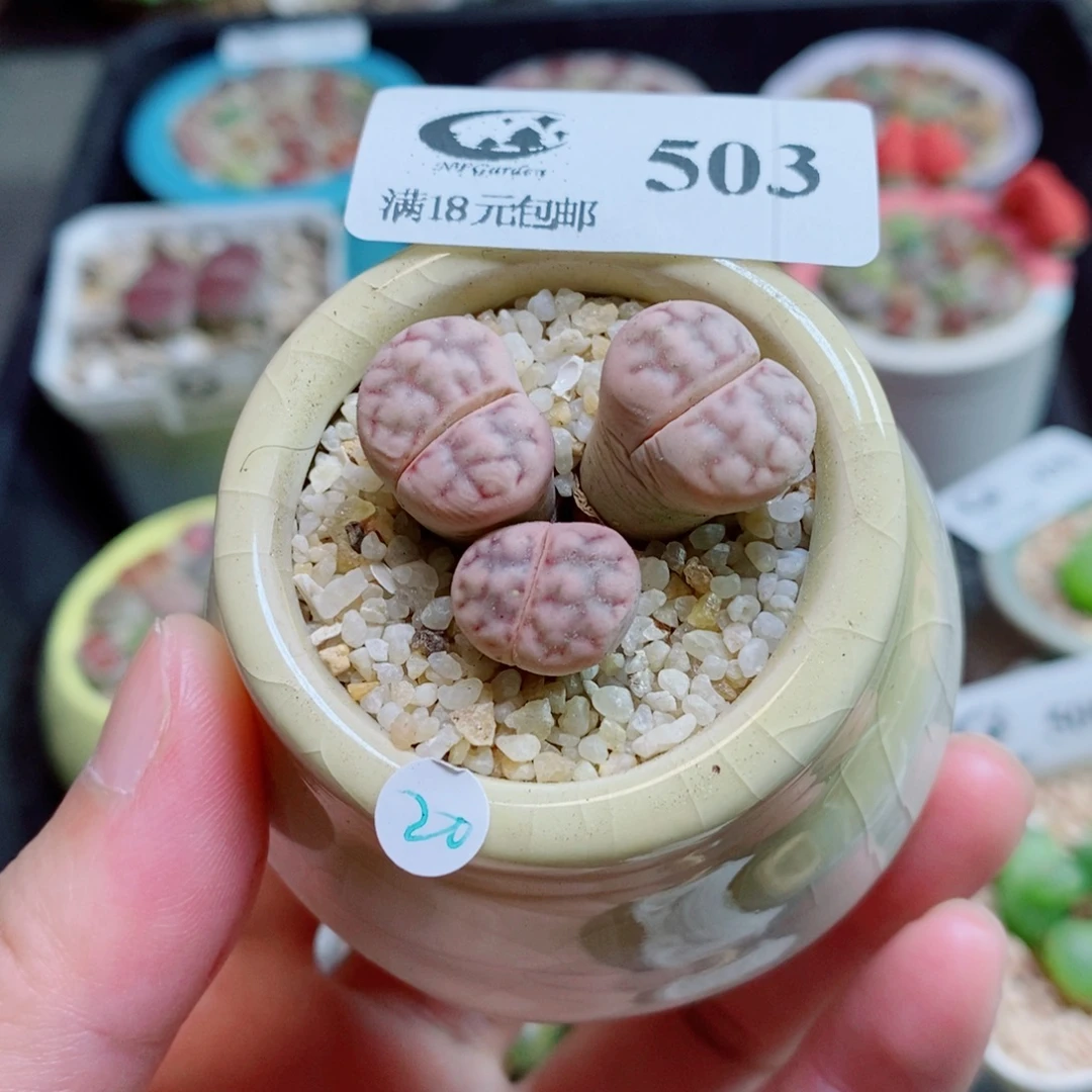 生石花花花花开了503