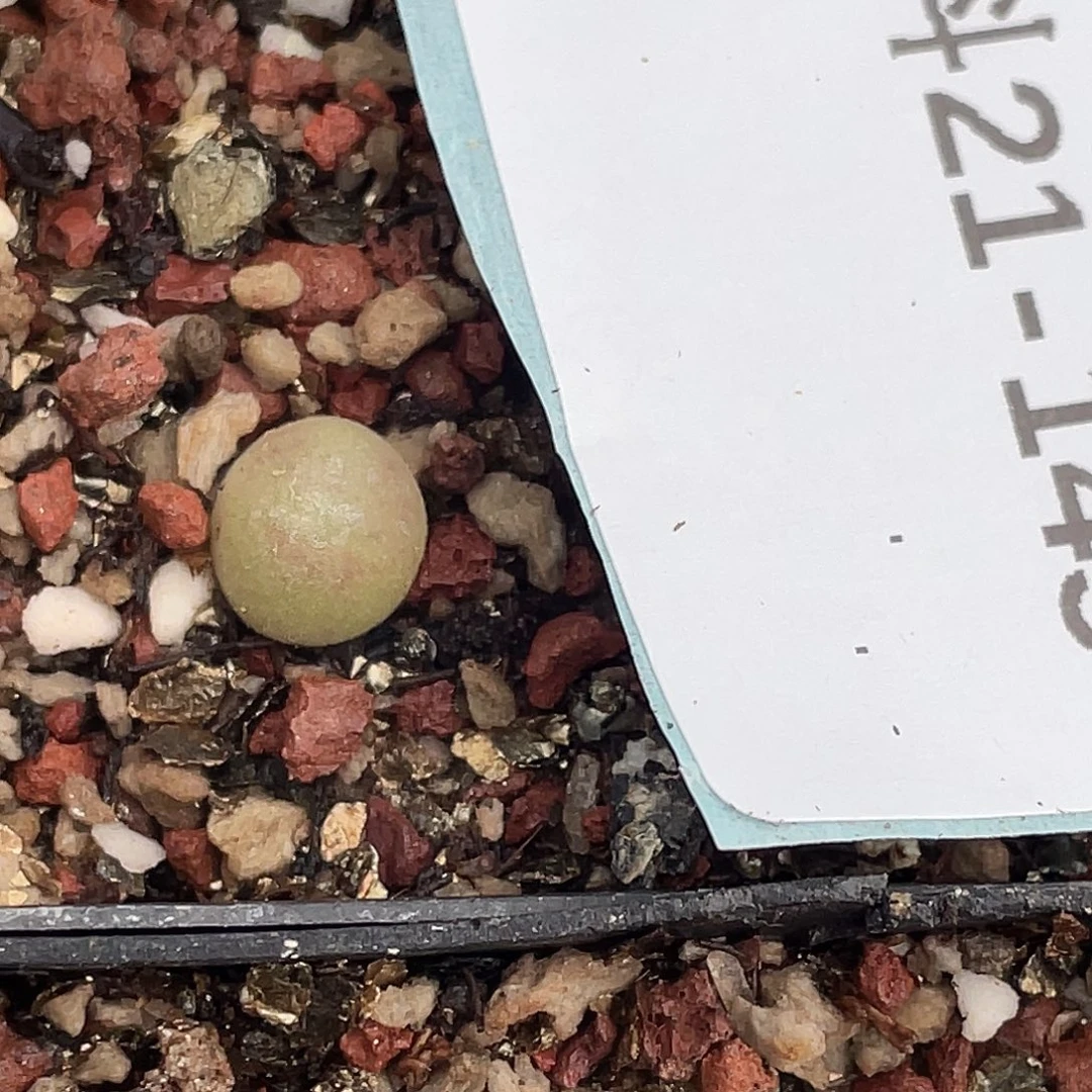 本****21-145肉锥多肉植物