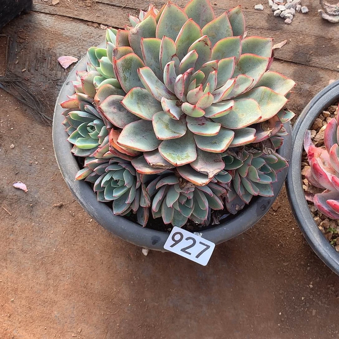 927赫拉 一物一拍多肉