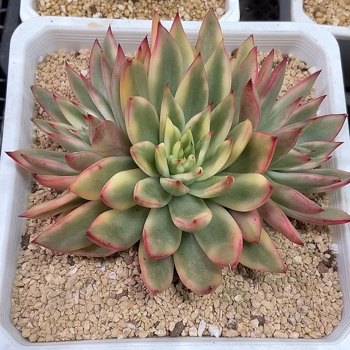 庆山东云锦群多肉