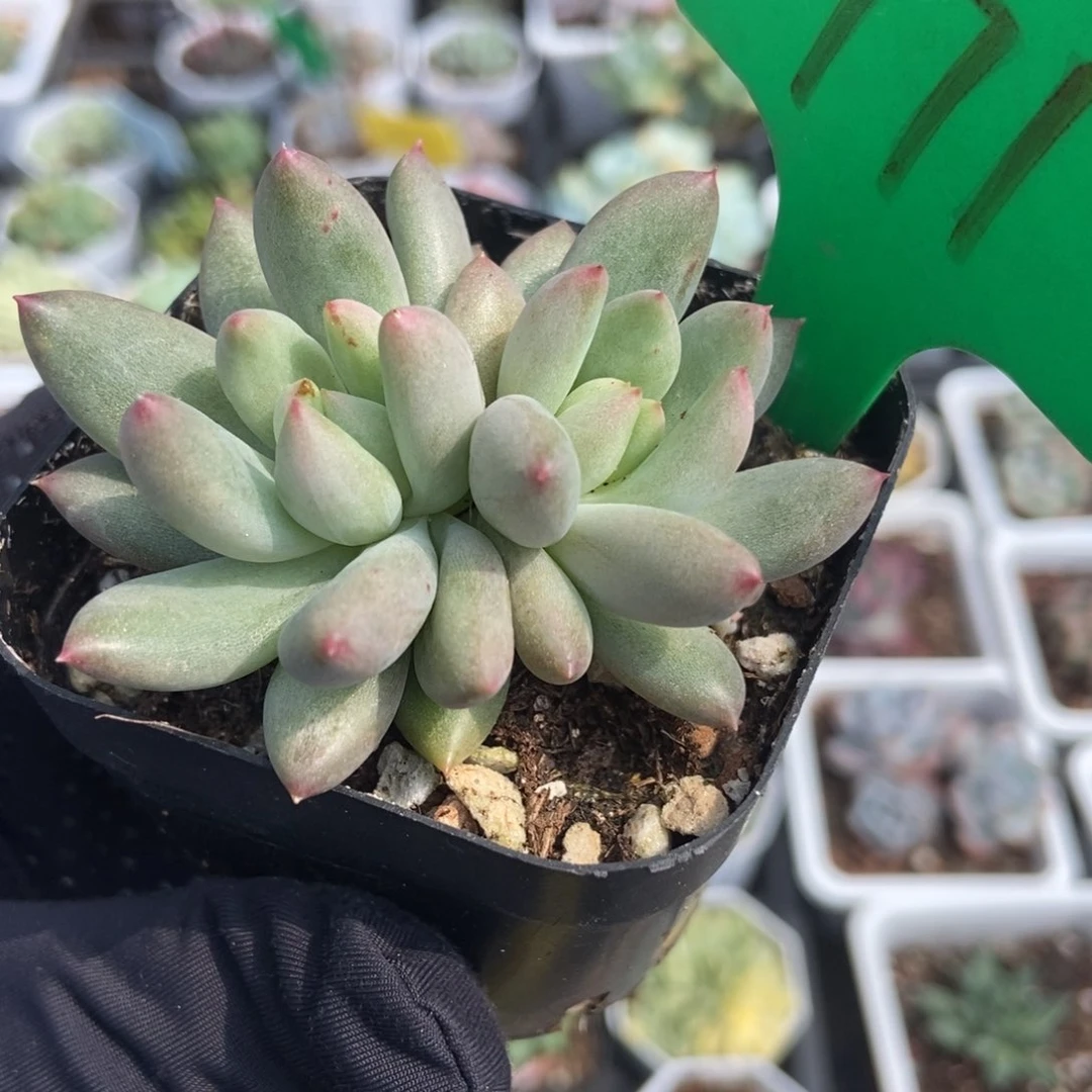 771岩字多肉植物保护