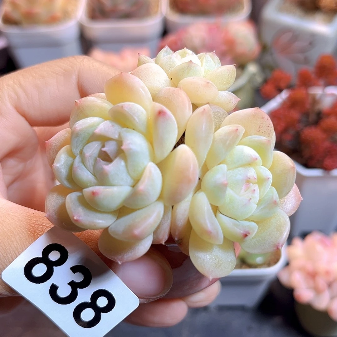 吉***堡838 扶摇珍妮  满18包邮