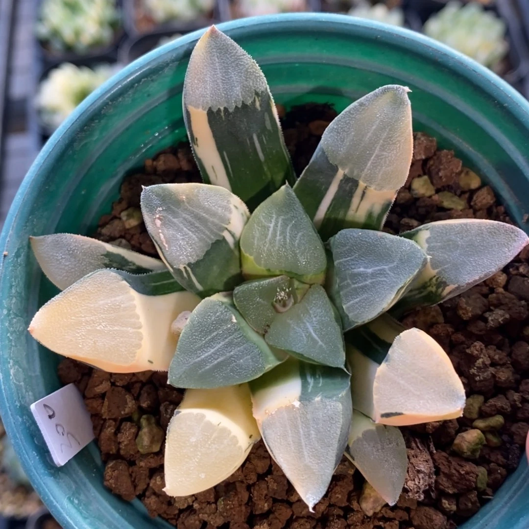 一颗实生大克锦 元旦福利