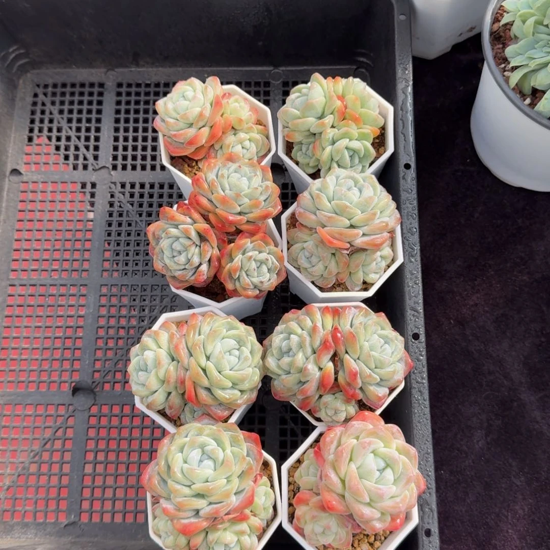 8颗一起一物一拍的