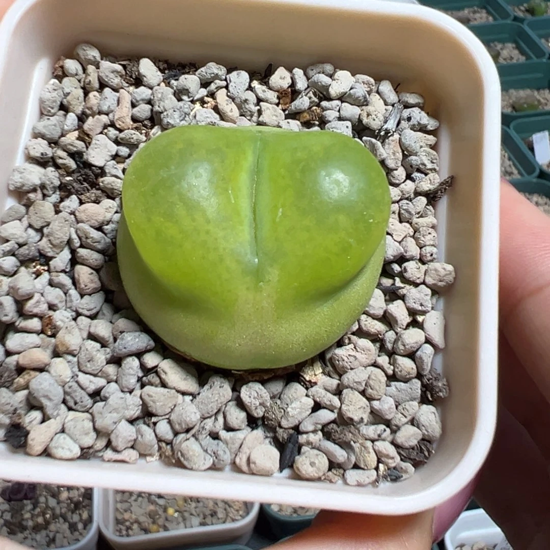 性感嘟唇大毛毛多肉