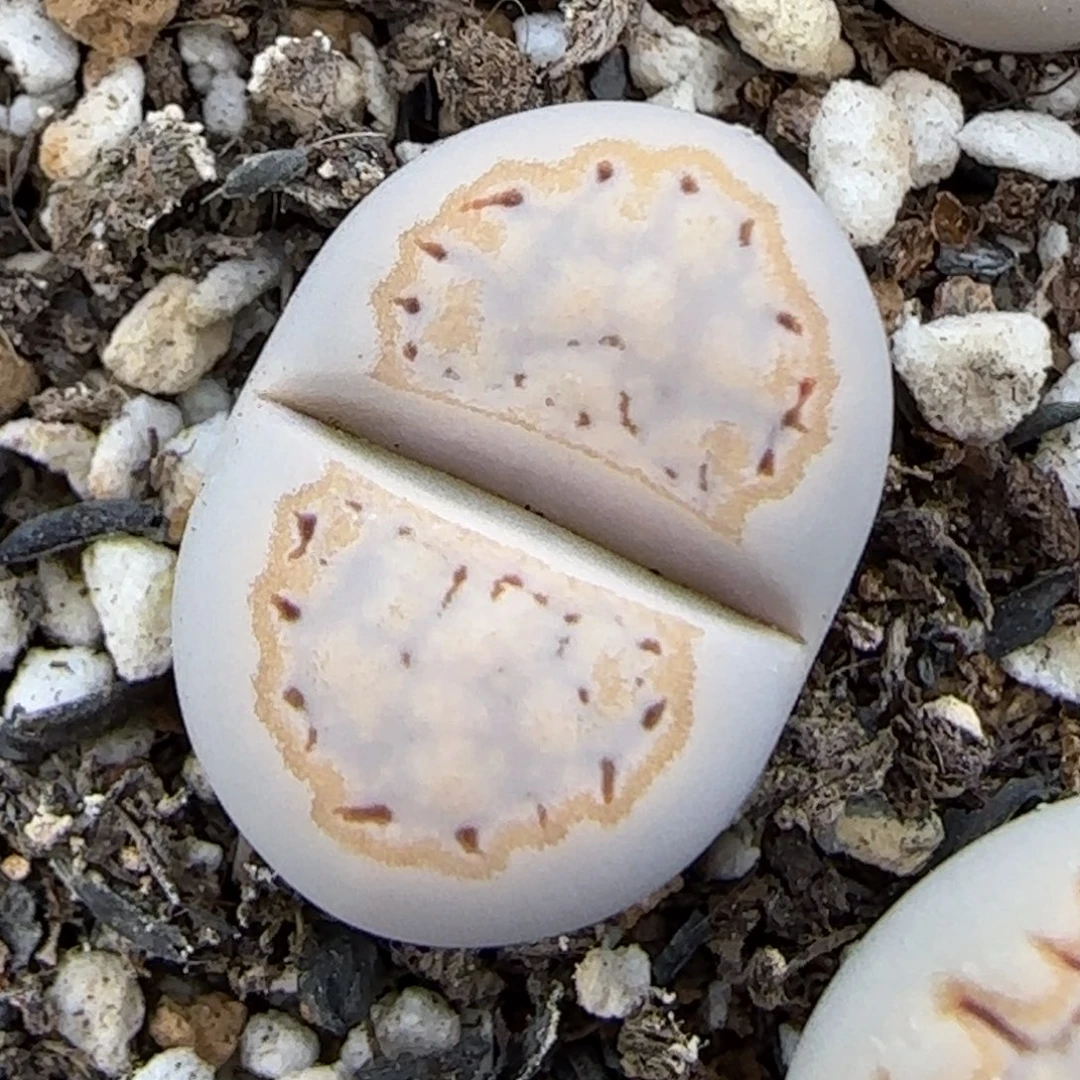 12.9.c215饼干.9084