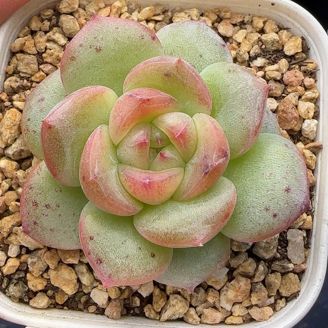 【满29包邮非偏远】266