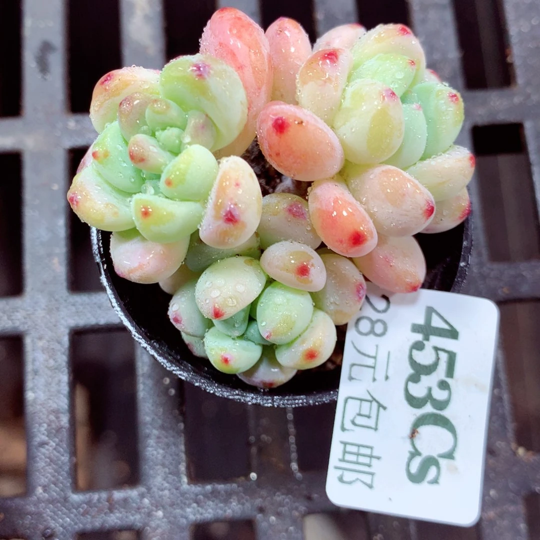 5厘米盆精控多肉435