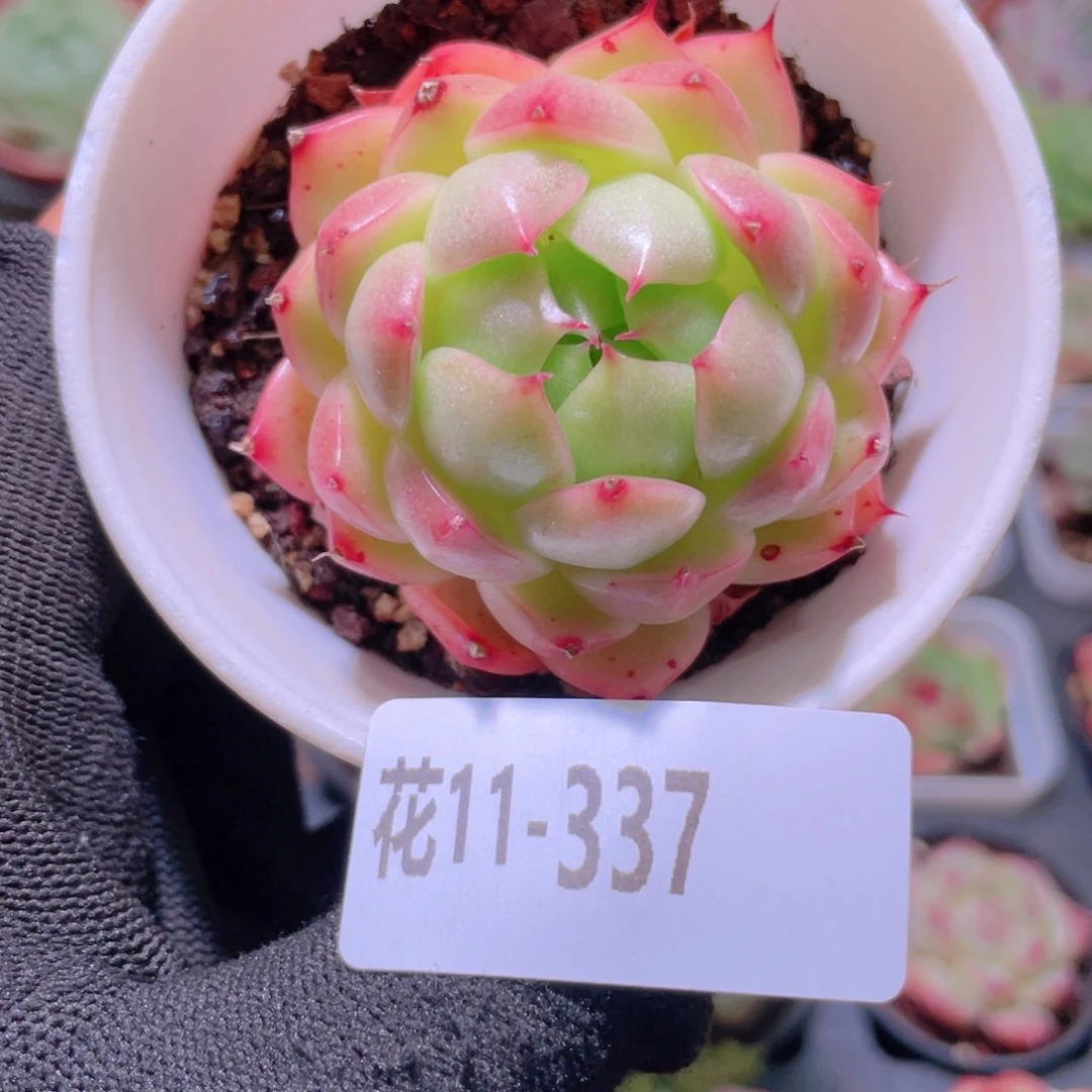 花利美11-337海王