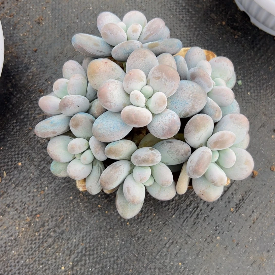 奶酪自然群多肉植物