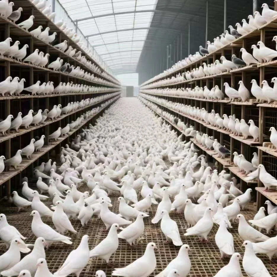 产蛋王鸽子小体鸽子白羽王鸽子顺风快递包邮包活到家只包路损